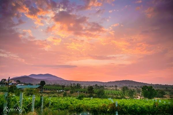 PoshVine's tweet photo. Perfect time to hit the vineyard. Contact us for a tour of a vineyard around your city.http://t.co/oEvwA7GW9J #travel http://t.co/sxd3NTVY1K