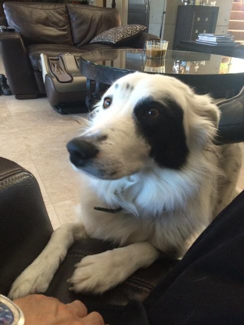 Zak_Bagans's tweet photo. My pride &amp; joy thanks to @NevadaSPCA http://t.co/eKle8nVLXs