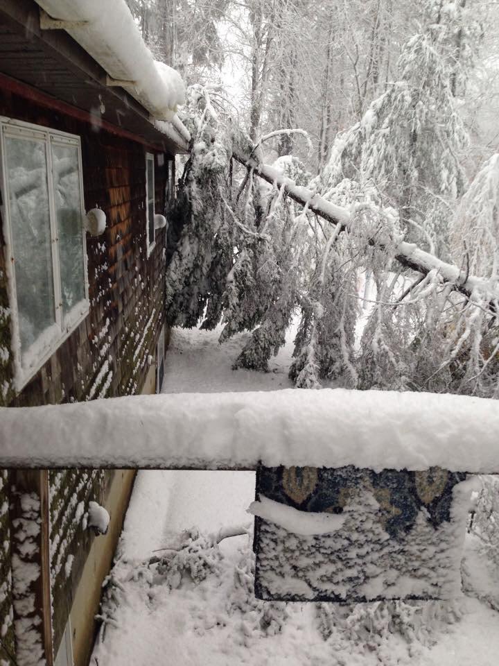 RebeccasHome's tweet photo. This was last week in Rockport, ME... Do I need to make room on the roof for more trees soon? #rokerthon http://t.co/SETErodMzP