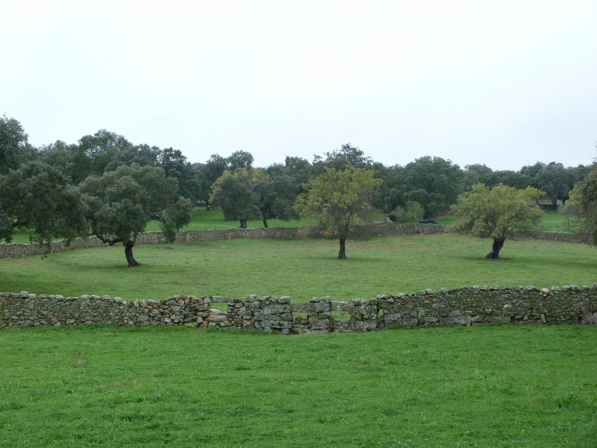 Sigue lloviendo y la dehesa es todo un espectáculo de colores. Disfruta del otoño en la mejor dehesa del mundo.