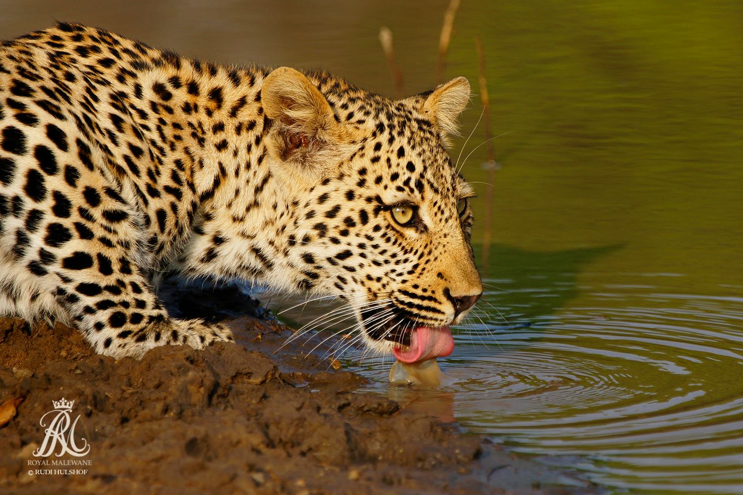 Embedded image permalink