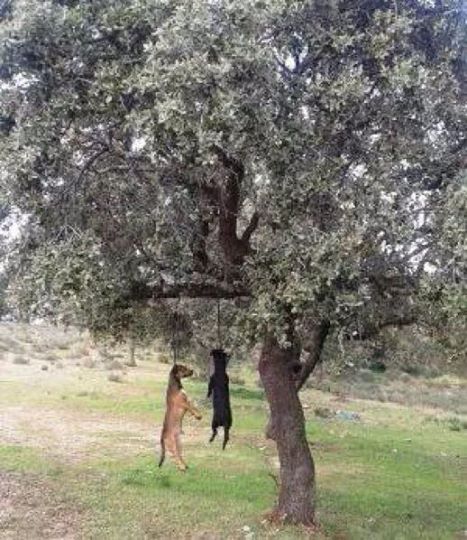 #Colabora para identificar al "ser" que ahorcó 3 perros en #Calamonte #Badajoz LLama #062 hoycalamonte.es/actualidad/201…