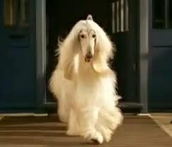 Equivalencia de <a href="/paulatorobles/">PAULA</a> en perro