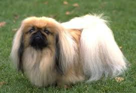 Equivalencia de #Maria Angeles a perro