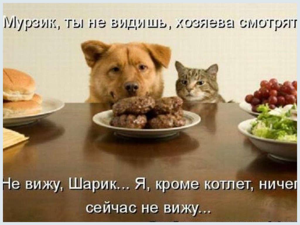 Смешные Животные tweet media
