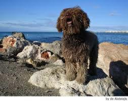 Esta sería yo si fuera un perro