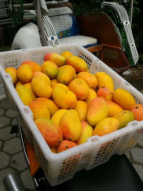 adisrirrsa's tweet photo. Syalala,ini #mangga podang Kediri(kaki Gunung Wilis),Pak @saididu ,#buahlokal #BuahNusantara cc @fruitalk http://t.co/SOJhRdgXLQ