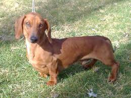 Esta es @Forever23Ana en su digievolución a cachorra