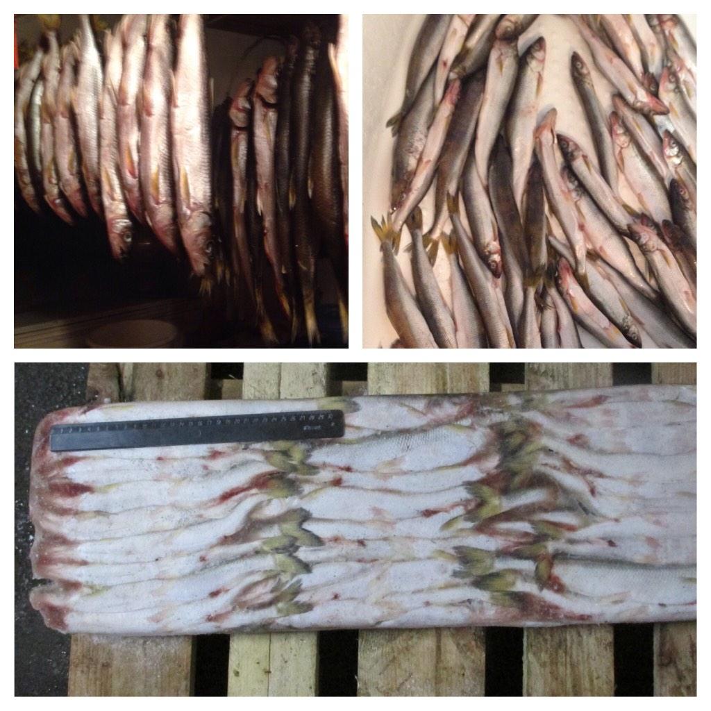 orenfish's tweet image. Корюшка зубатка с/м( Дальневосточная) 25+ цена 240 руб/кг  (Идеальна для вялки)