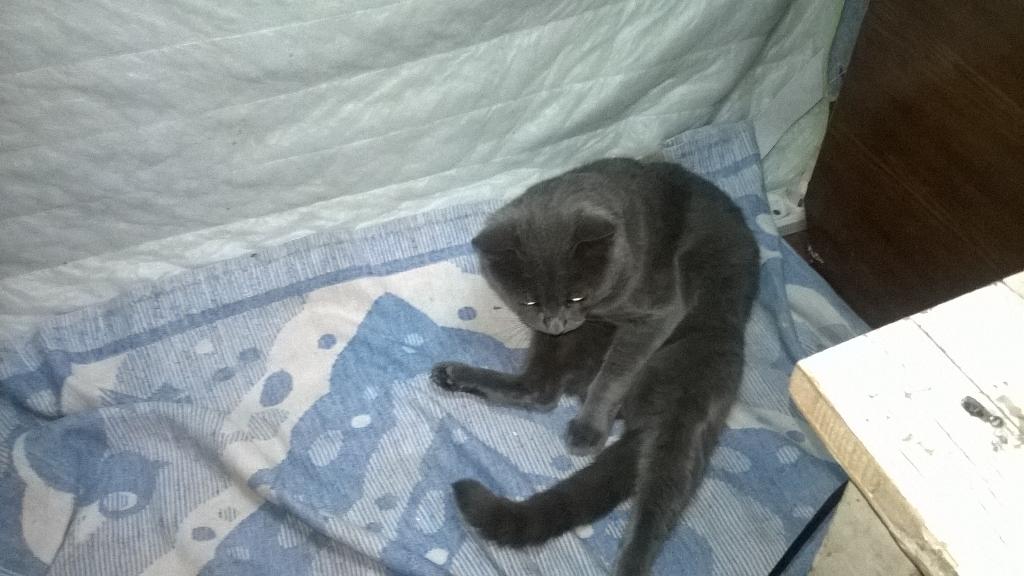 my cat took a studio. now he is a tsar