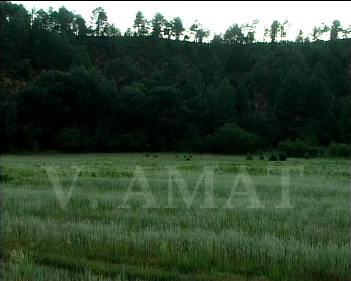Vicenteamatcaza's tweet photo. Donde un cazador solo ve CAMPO un político es capaz de ver un "parque" eólico o un "campo" de golf. http://t.co/V5qI9OsV8e