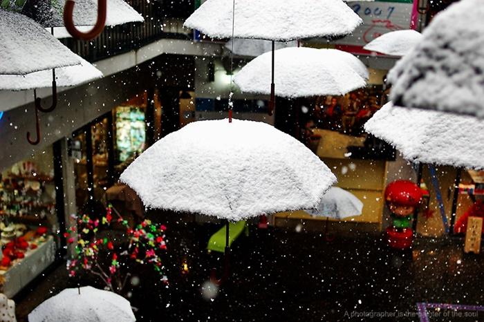 위키트리 WIKITREE tweet media