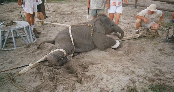 Ecogranjero's tweet photo. "El hombre ha hecho de la Tierra un infierno para los animales." -  Arthur Schopenhauer http://t.co/kqrdlDgQOH