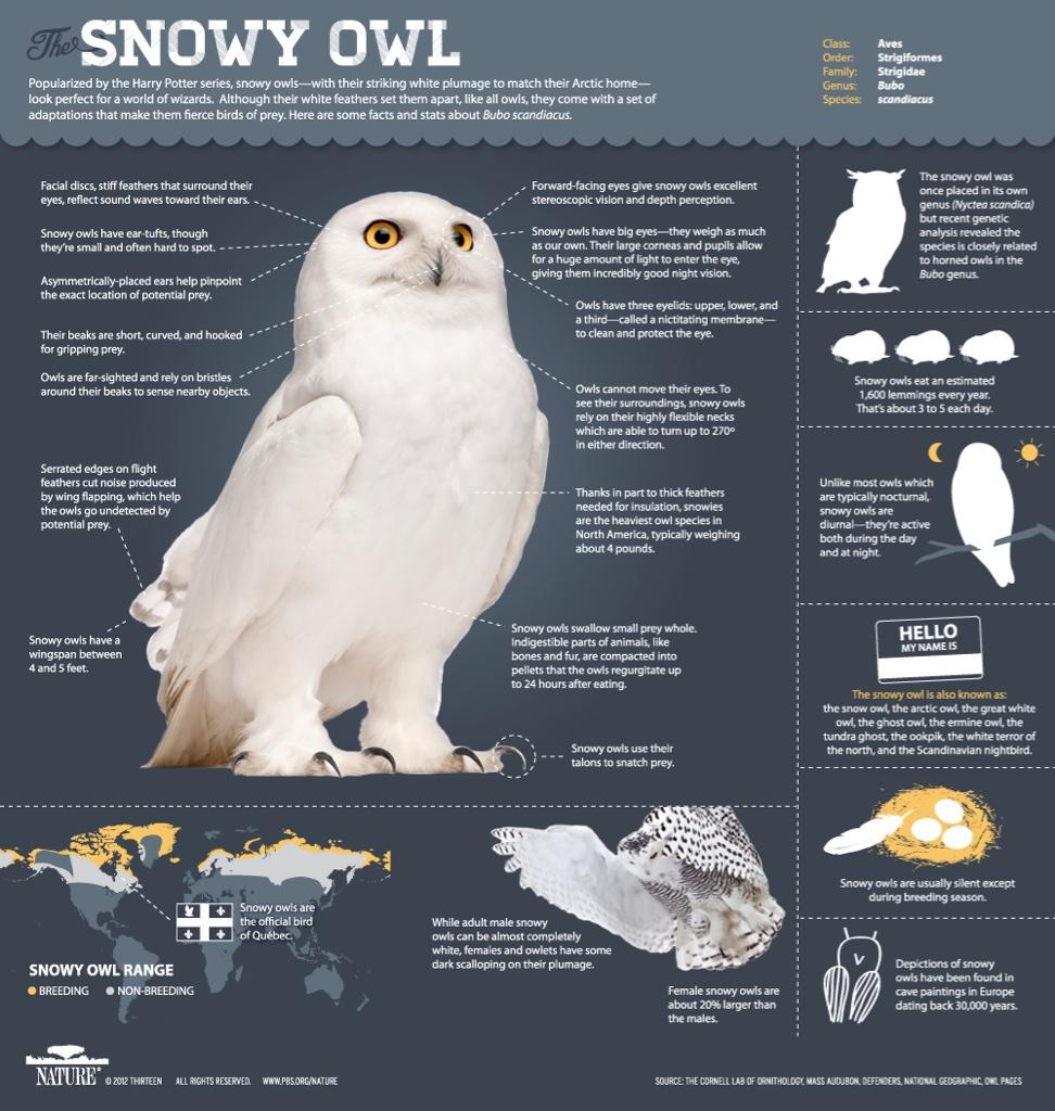 白フクロウ(シロフクロウ)＝Snowy Owl カナダのケベック州の州鳥