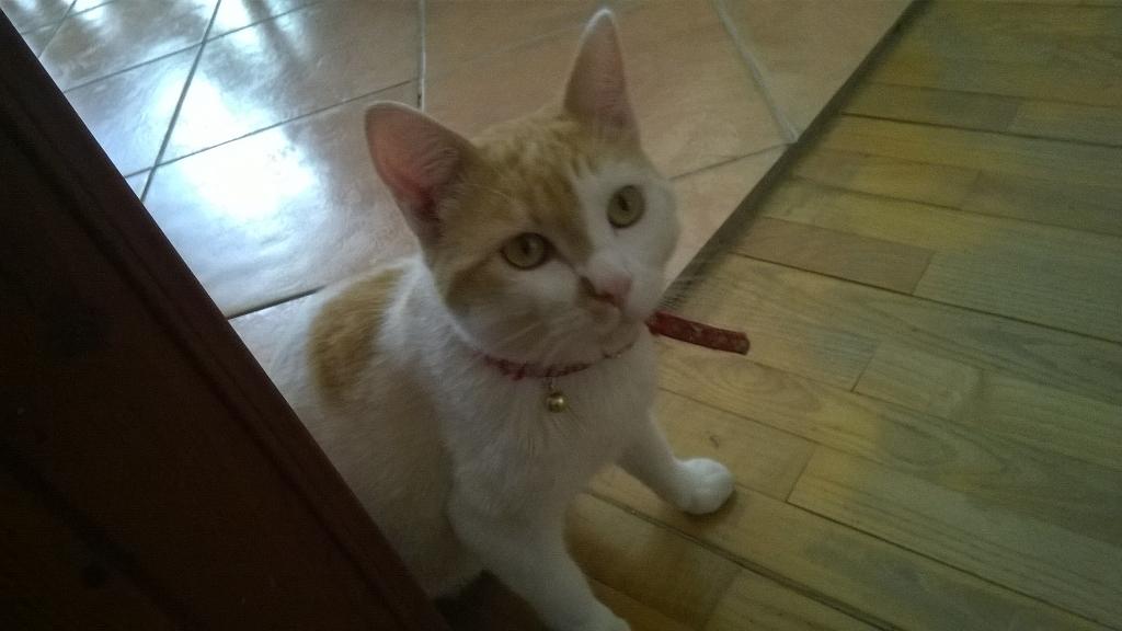 AgnesePalm's tweet photo. Leo❤ http://t.co/pDfyGkBBAz