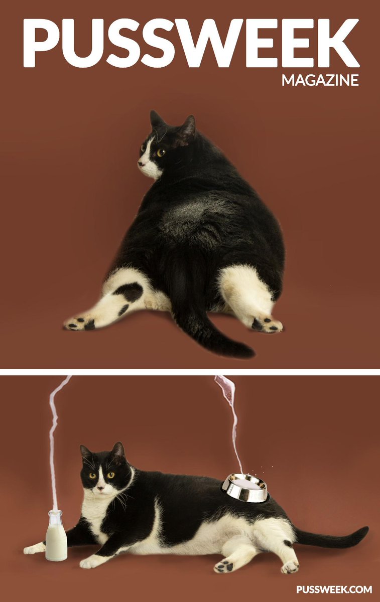 Pussweek's tweet photo. #breaktheinternet #pussweek #catsofinstagram http://t.co/J3rnuW8sWr