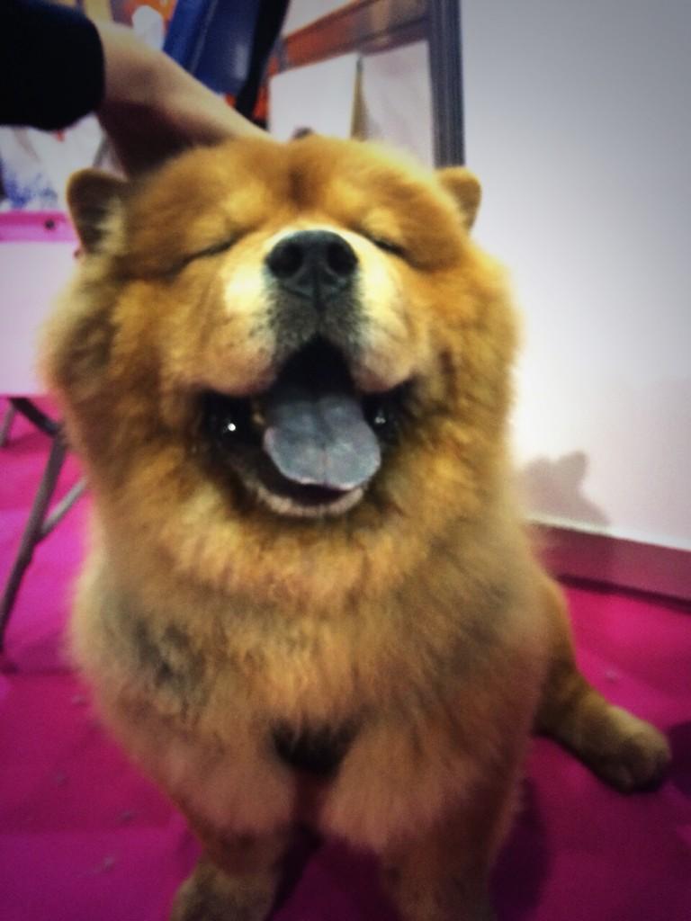 victoriaburt_'s tweet photo. This is my level of happiness today .. http://t.co/gyTNTGbSWv