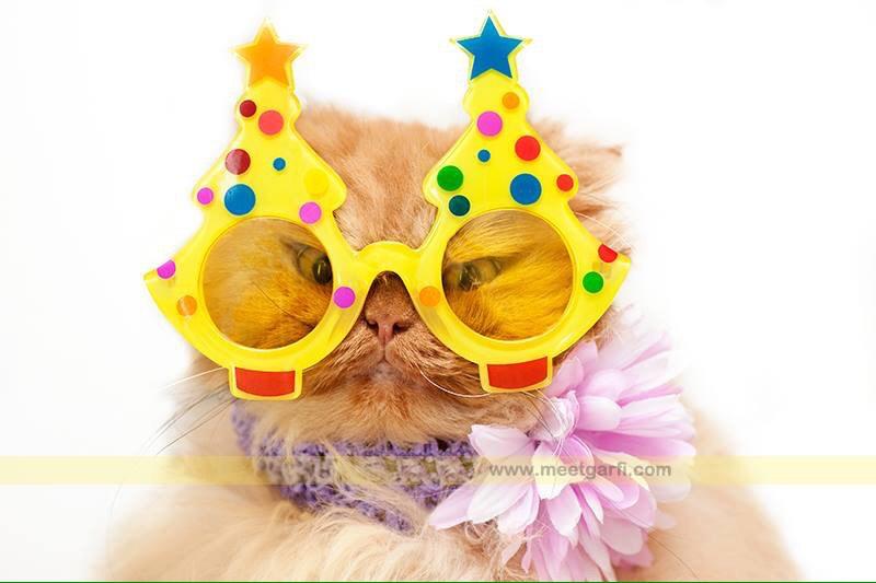 MeetGarfi's tweet photo. i am fabolous #AngryCat #AngryGarfi #Garfi http://t.co/9bInqCuEfC