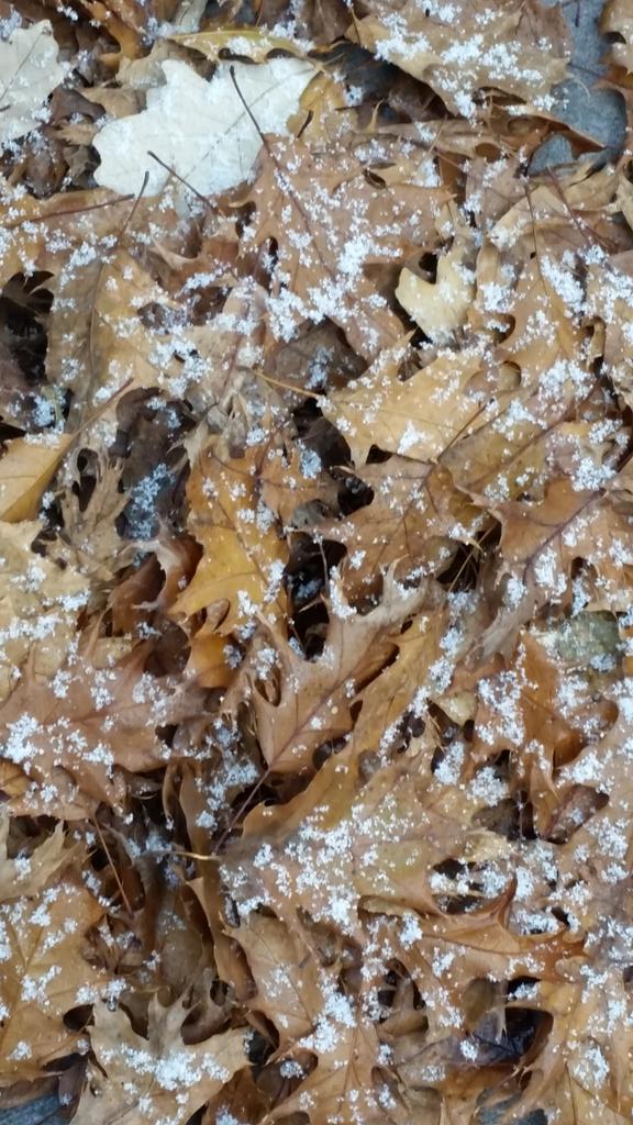 Michellemoser13's tweet image. @Ryan_Wichman - more snow falling in Tontogany :( #tooearly #bringbackfall