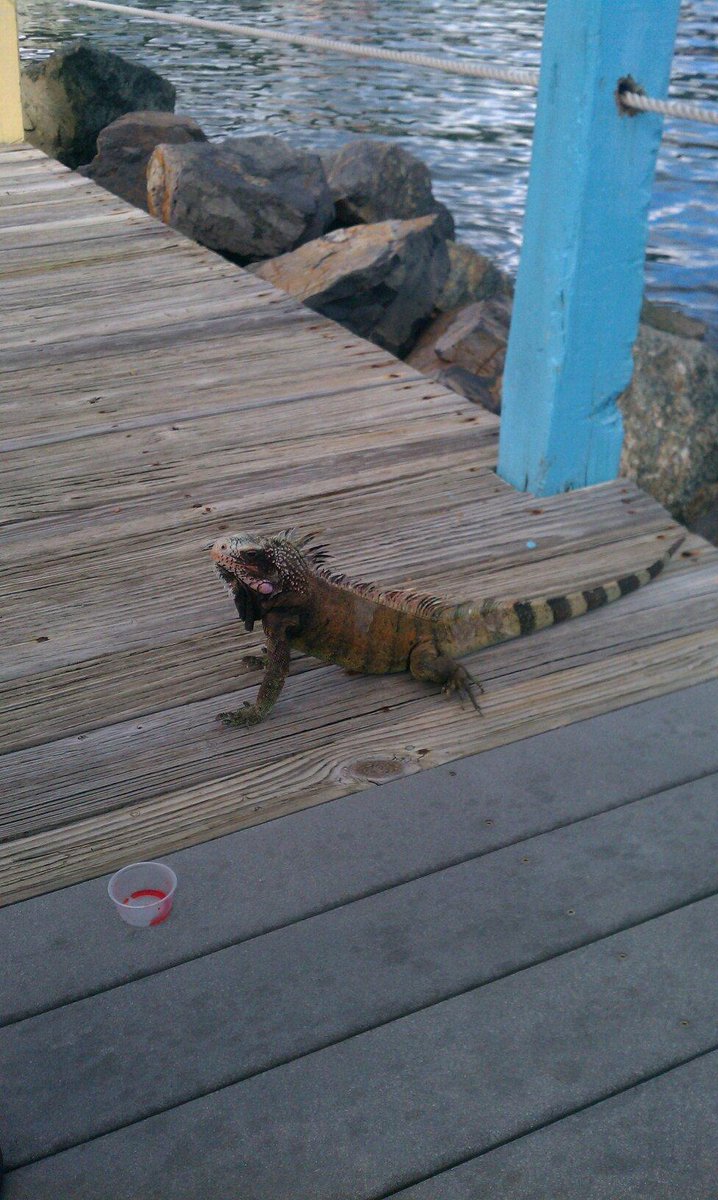 St John VI Tourist (@usvitourist) on Twitter photo 