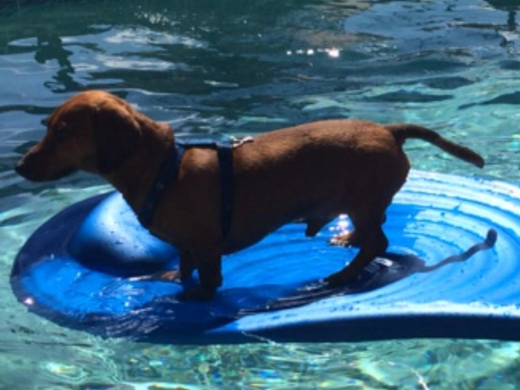 SnarleyBrown's tweet photo. Surfing... http://t.co/xFwjuGh5P9