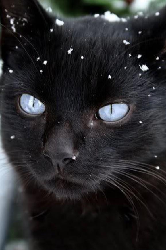 Catscinating's tweet photo. happy Thursday ! Snow feels like it's almost hereeee please save a life and keep him/her warm this winter! http://t.co/Ew0IsD4j77