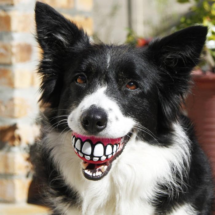 AmazonUK's tweet photo. "Walkies" never fails to get a smile... http://t.co/pkvc40AWil http://t.co/Qo2KisPSsd