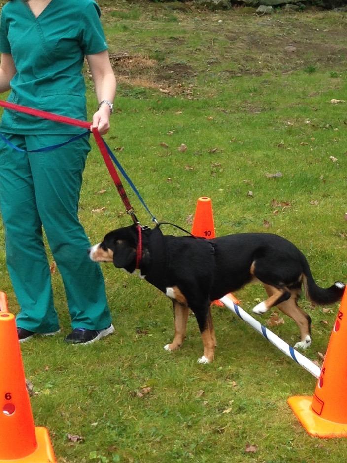 timwalkerdvm's tweet image. Improving knee flexion after left knee surgery for #RupturedACL using the #cavalettis