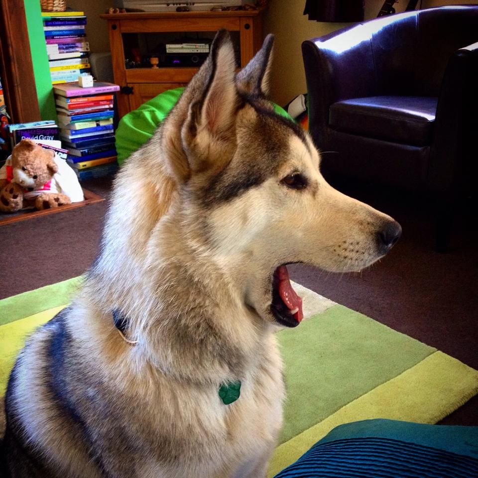 Find Shadow tweet media