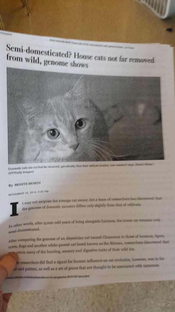 Thesarafloyd's tweet photo. #criticalthinkingthursday @ib_ohs psychology Activity: inquiring about psychology of domesticated cats Vs. Wildcats http://t.co/RSUqMMgriZ