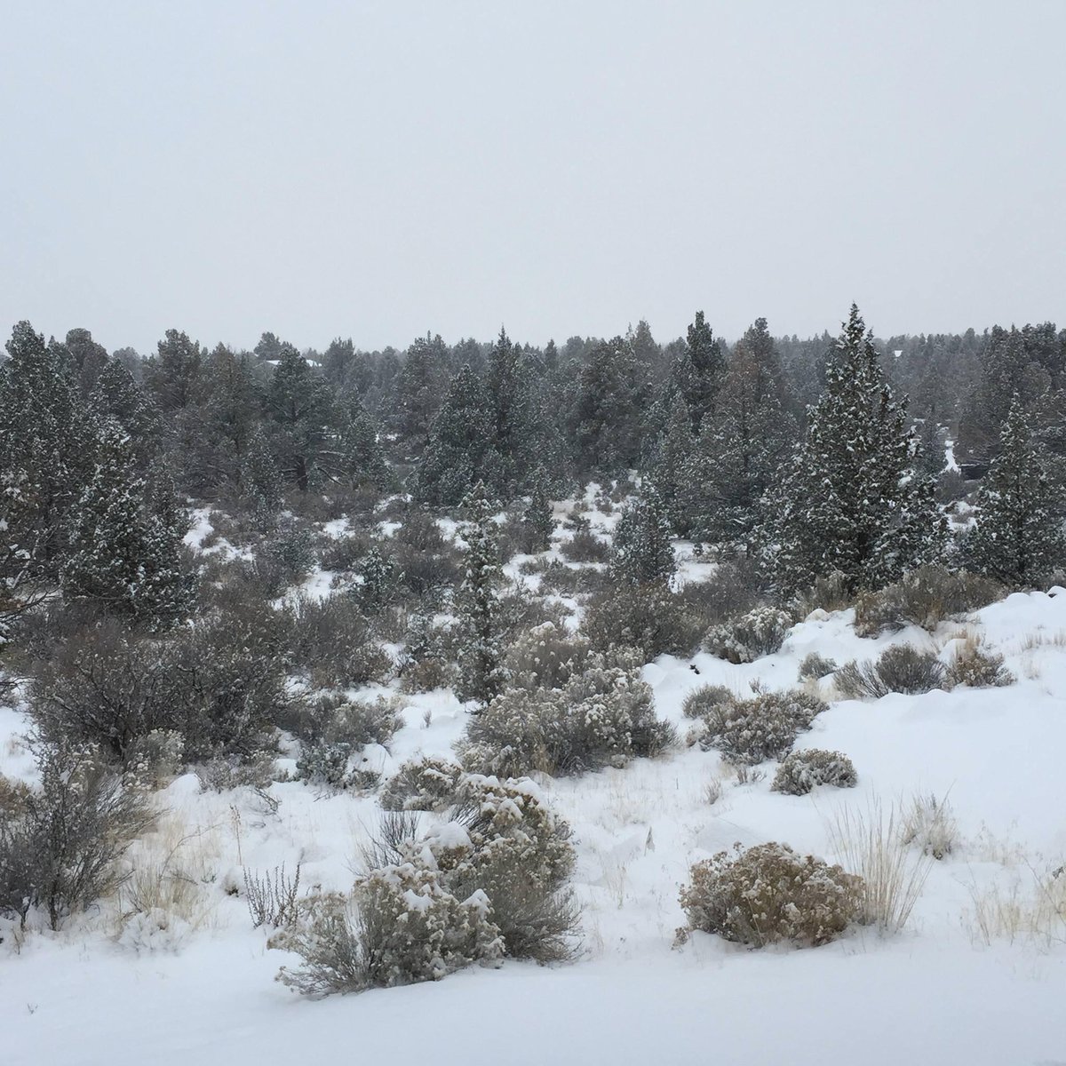 321Amie's tweet photo. First snow of the season, countdown to ski season is on! It will snow for days. #SnowDay #PowderDay #WaxYourSkis http://t.co/p7xvot8GJz