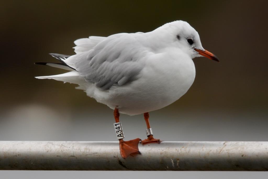 Happisbirder's tweet photo. Great value at #WhitlinghamCP. 50p gets you 1/2hrs parking and 3 ringed foreign Gulls inc these 2 c-ringed birds. http://t.co/OPuGOUc4Qm