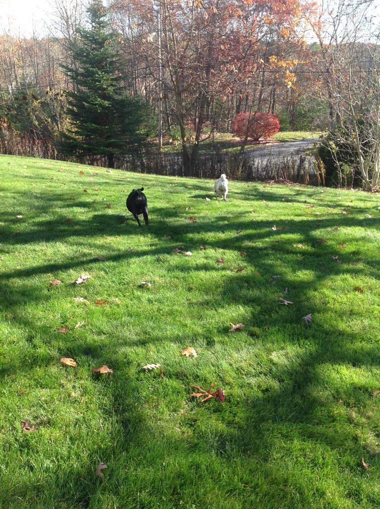 lwelshoff's tweet photo. Update on the pug incident at hand... 

The AAA heroes have granted the pups freedom to the outside world http://t.co/1gl90JlMVY