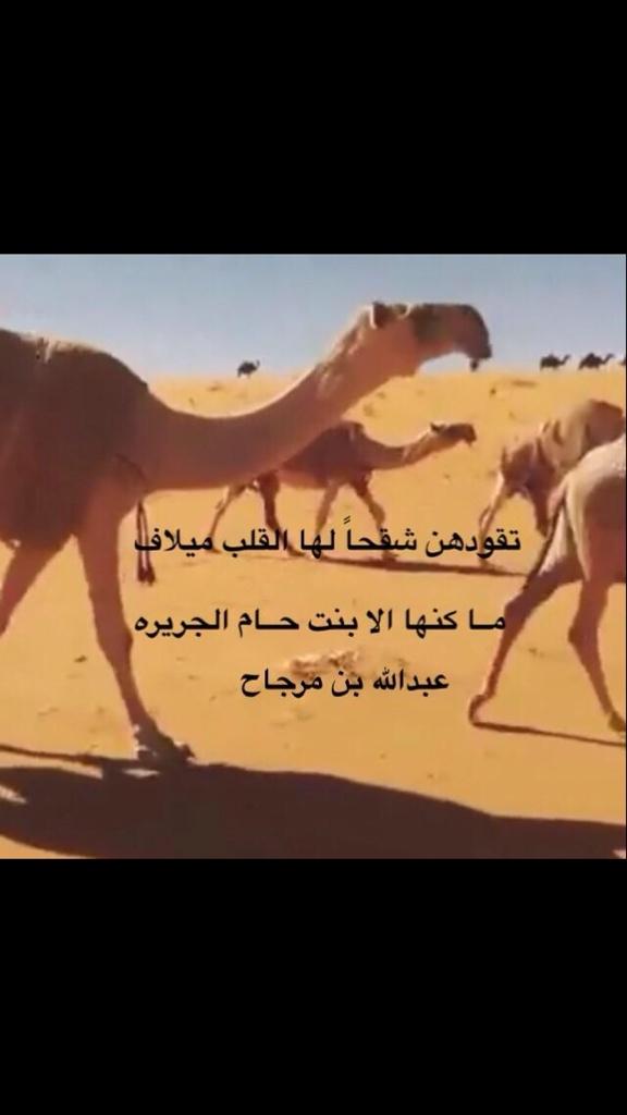 منقيه ابناء مبلش اثناء توجهها الى مزاين ام رقيبه 
للمشاركه في التلاد