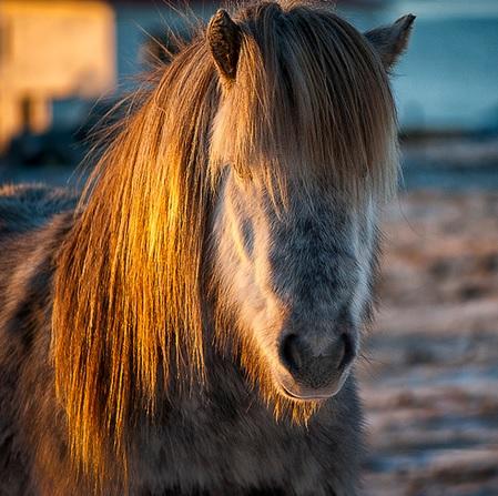 Islandiatours's tweet photo. ¿Me corto el flequillo? ¿Me hago trenzas? ¿Me doy mechas? La vida del #caballo islandés es dura... ;) http://t.co/zS0b1pbcz9