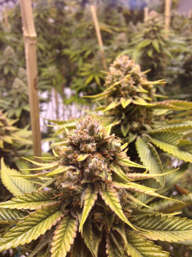 GreenRushLLC's tweet photo. 9# hammer looking good!😋 #GreenRush http://t.co/XhUyEYP6VC