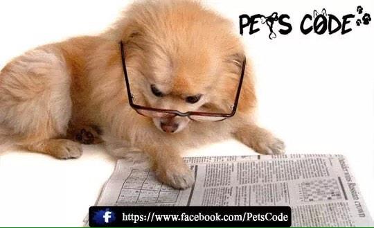 petscode's tweet photo. reading time http://t.co/ncLp4StP8d