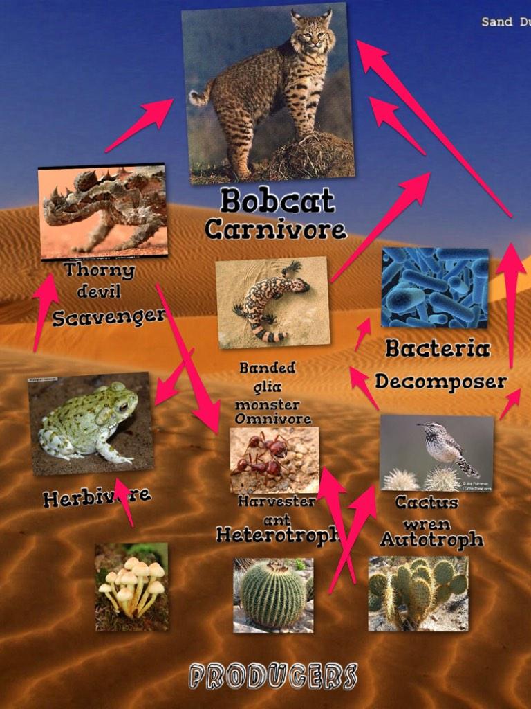 Sahara Desert Food Chain Biology Diagrams