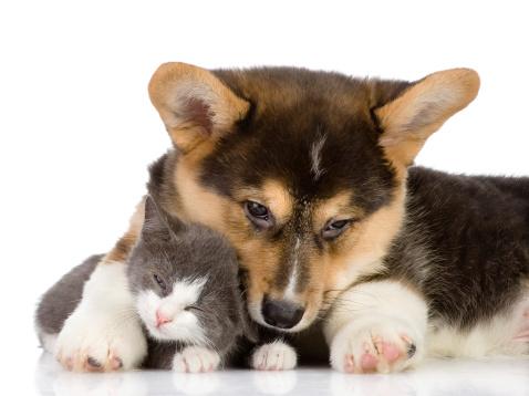 THEAnimalLover7's tweet photo. Their big brother! http://t.co/DVR1ma8NqC