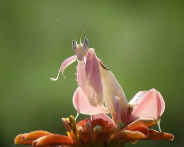 sabiastuque_'s tweet photo. ¿Sabías que la mantis orquídea se mimetiza con una flor para cazar? #SabíasQue http://t.co/J3XwONkvYp http://t.co/FXn4cqoA36
