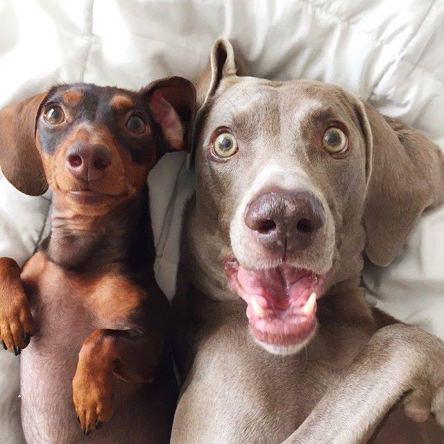 When your girlfriend shows up with an ugly new haircut. #OhHoney #WhoDidThisToYou via instagram.com/harlowandsage