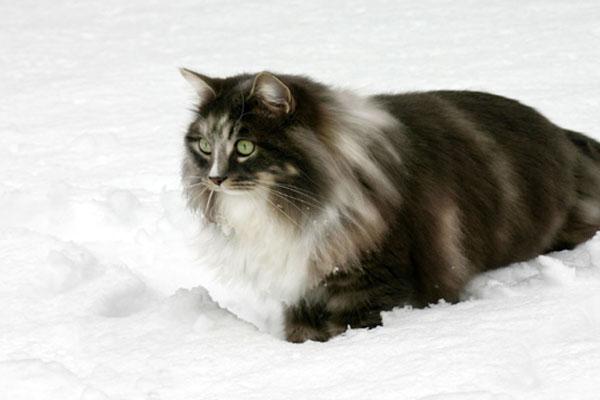 moggiesandmore's tweet photo. They say... snow is on the way!! http://t.co/cYCNPO3mcA