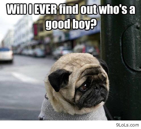 THEAnimalLover7's tweet photo. WHOS A GOOD BOY!!!! http://t.co/tcNP7I3W7b