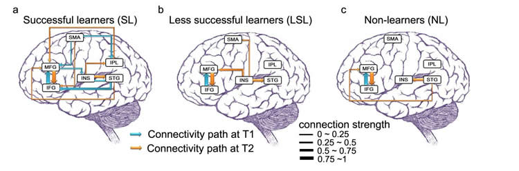 Christopher Maricle (@chrismaricle) on Twitter photo “<a href="/neuro400/">WheatonNeuro</a> : Learning a New Language Changes Functionality and Structure of Brain Networks neurosciencenews.com/brain-connecti… ” “<a href="/neuro400/">WheatonNeuro</a> : Learning a New Language Changes Functionality and Structure of Brain Networks neurosciencenews.com/brain-connecti… ”