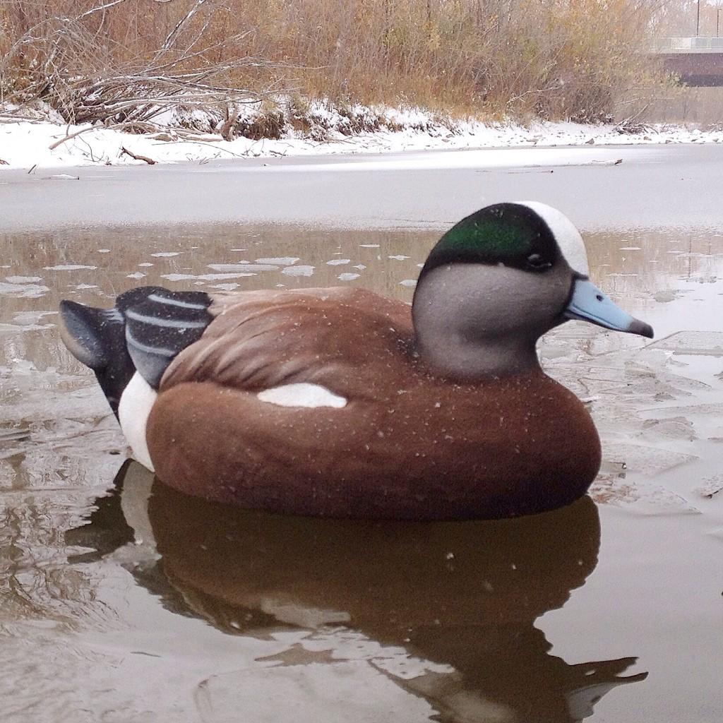 MintzDecoys's tweet photo. The new ADS wigeons are available to order at http://t.co/QFcNWgYoCg #mintzdecoys #duckdecoys #duckhunting http://t.co/Ej2HLoejBT