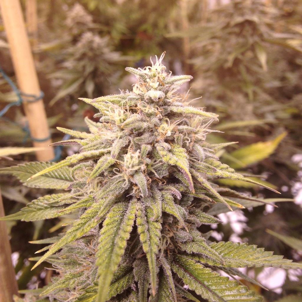 GreenRushLLC's tweet photo. Romulan😎 #GreenRush http://t.co/J8yfyQ795E