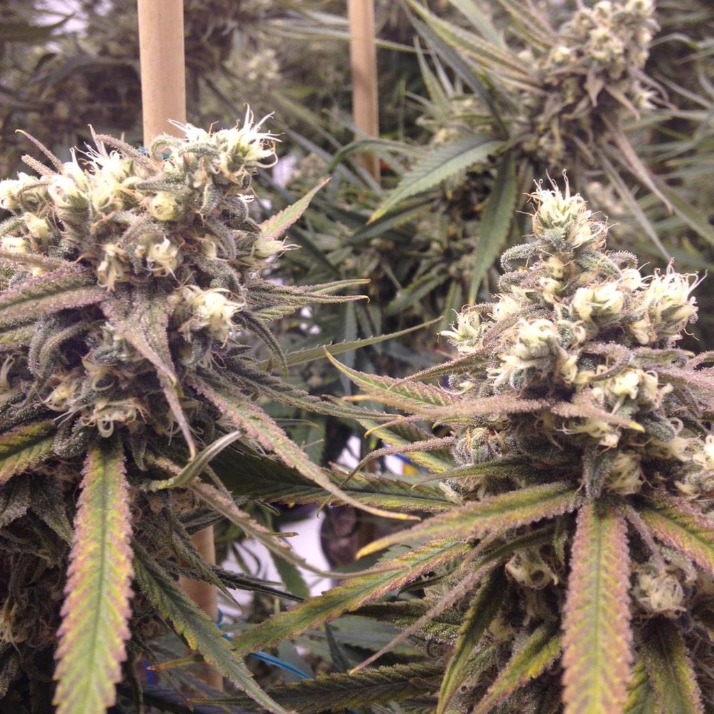 GreenRushLLC's tweet photo. Buds. #SnoopsDream #GreenRush http://t.co/7dGMQlcEzV