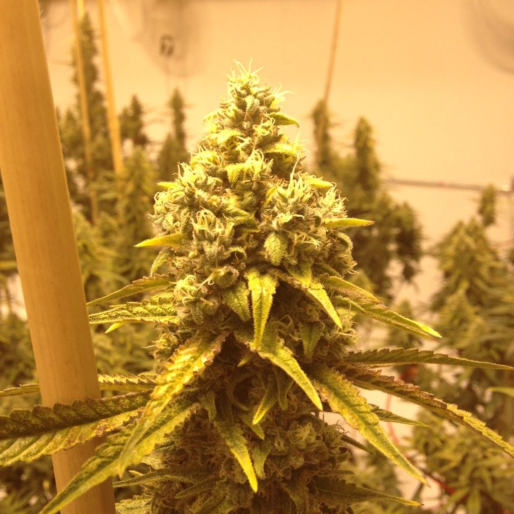 GreenRushLLC's tweet photo. Dr. Who #8😷 #GreenRush http://t.co/cD2OgQ81J9