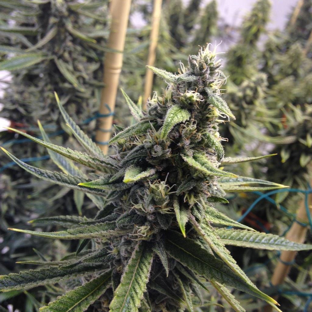 GreenRushLLC's tweet photo. Dr. Who#6😷😷 #GreenRush http://t.co/K5petj4zIj