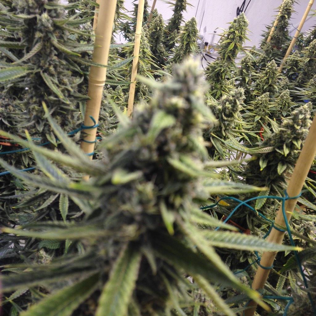GreenRushLLC's tweet photo. Dr. Who#6😷😷 #GreenRush http://t.co/K5petj4zIj